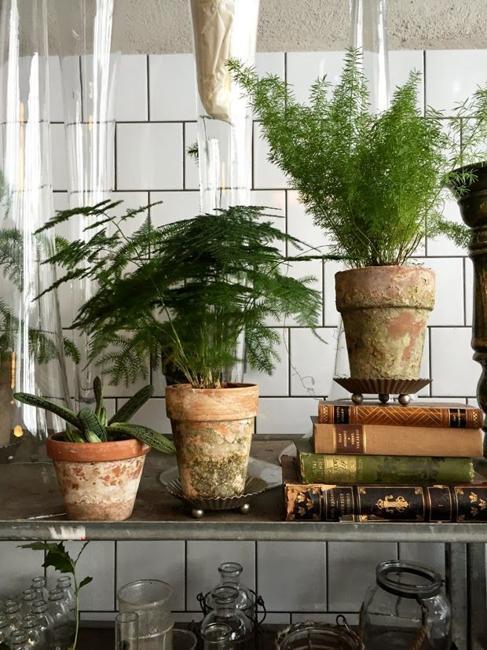 Great House  Plants  for Decorating Small  Apartments  and Homes 