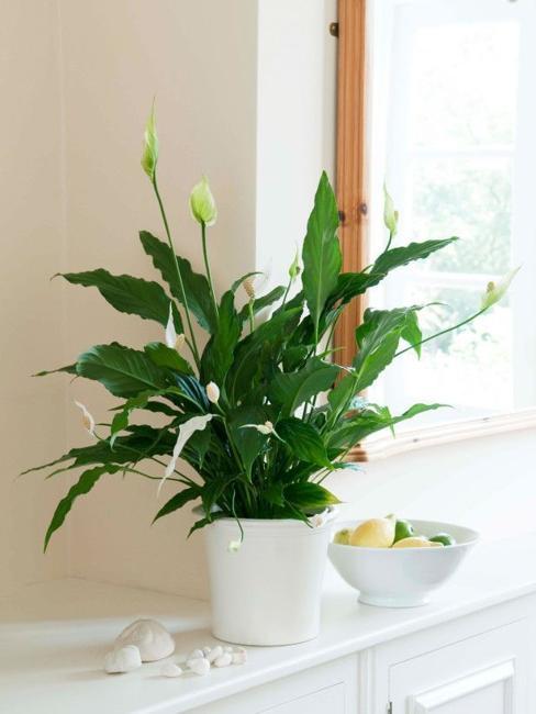 Great House  Plants  for Decorating Small  Apartments and Homes