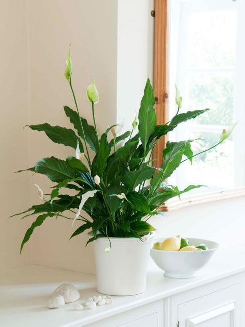 Great House Plants for Decorating Small Apartments and Homes Great House Plants for Decorating Small Apartments and Homes
