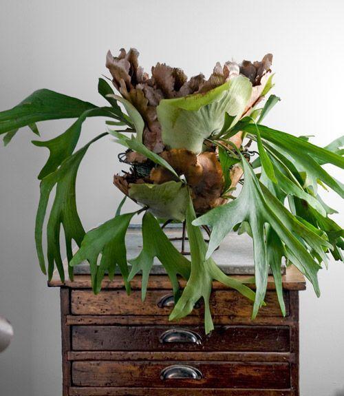 Great House Plants for Decorating Small Apartments and Homes