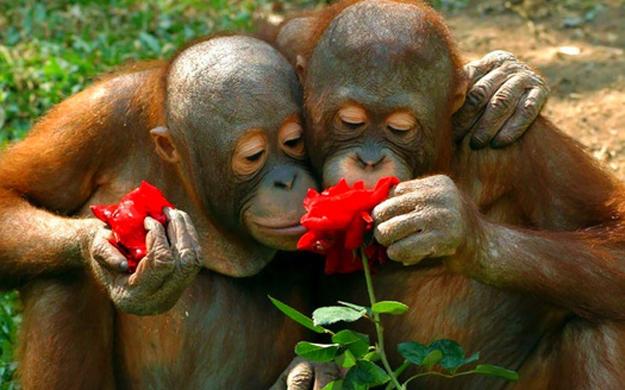 two monkeys smelling roses