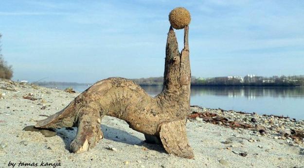 driftwood artworks by tamas kanya