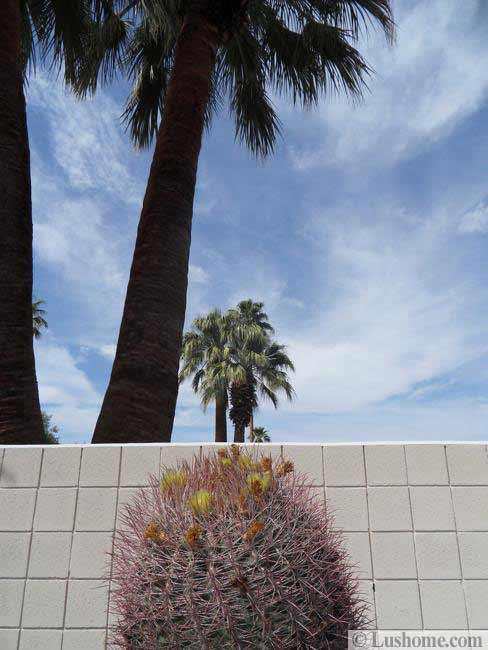 Desert Landscaping Ideas to Save Water and Create Low Maintenance Gardens