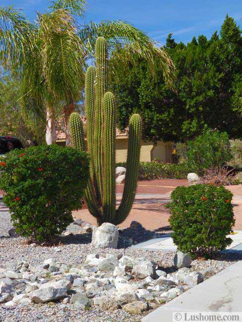 Desert Landscaping Ideas to Save Water and Create Low