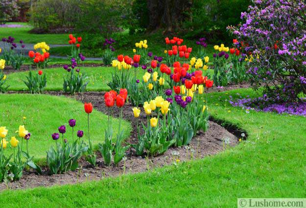 Ideas for Planting Tulips to Create Dazzling Accents and Ideas for Planting Tulips to Create Dazzling Accents and