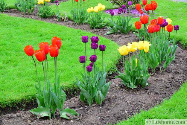 planting tulips along cueves