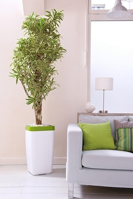 Houseplants Green Air Filters and Bright Accents for 