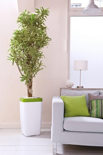 Houseplants Green Air Filters and Bright Accents for Houseplants Green Air Filters and Bright Accents for