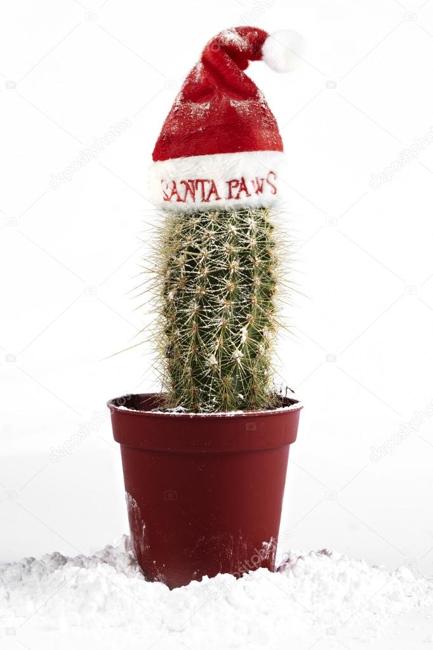 decorating cactus as alternative christmas trees
