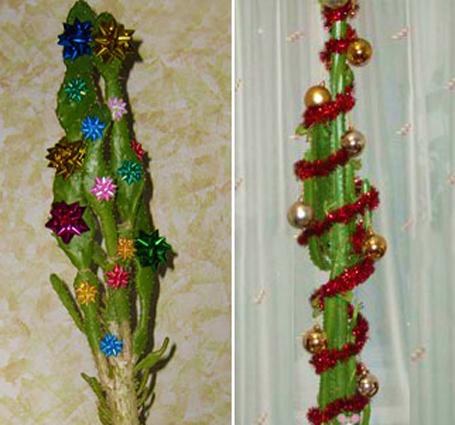Creative indoor plants decors for Christmas & New Year
