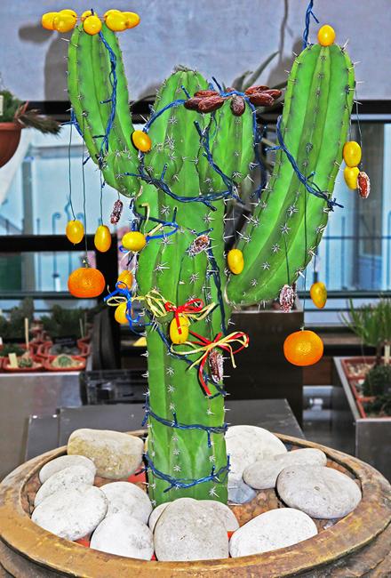Cacti Adding Desert Vibe to Alternative Christmas Tree Decorating