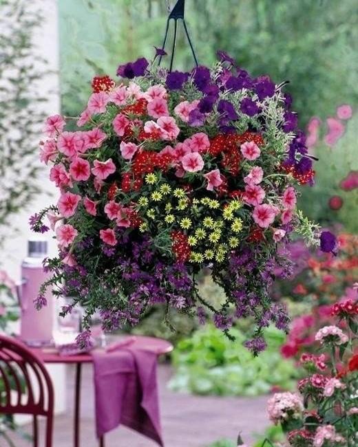 hanging basket with flowers