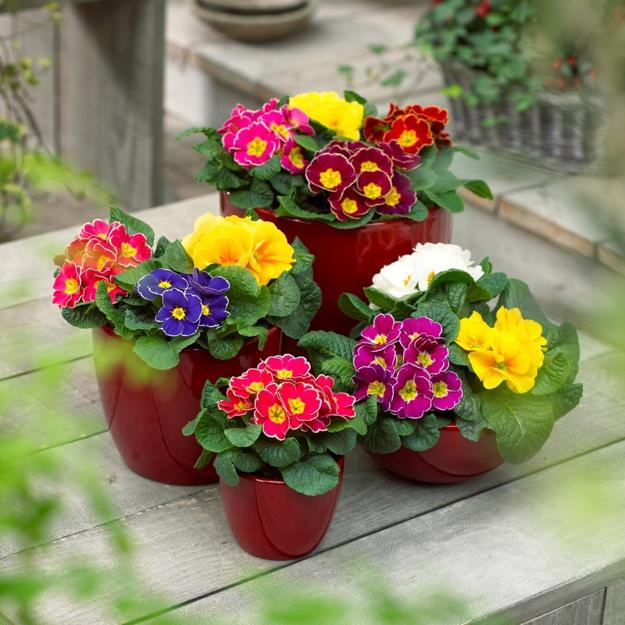 primulas, spring blooming plants for your house and yard