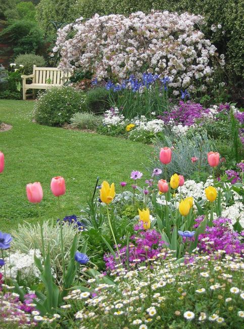 Start to Sow Wildflowers Seeds in Early Spring to Enjoy Beautiful