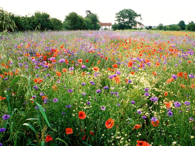 Start to Sow Wildflowers Seeds in Early Spring to Enjoy ...