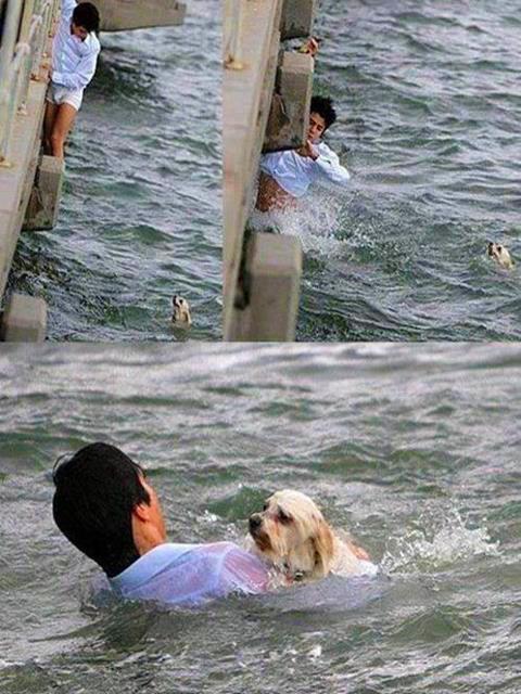 a swimming man is rescuing a dog