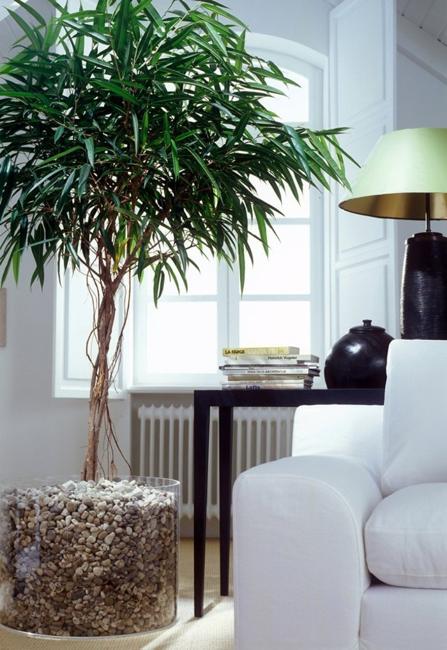 decorating with indoor plants