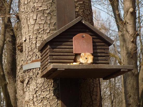 DIY Yard Decorations, Squirrel House Designs to Build and Feed Animals in Winter