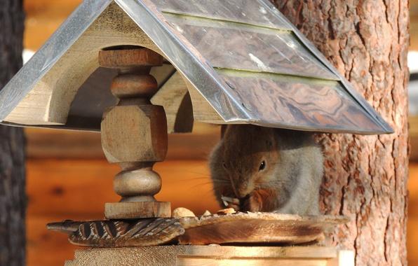 DIY Yard Decorations, Squirrel House Designs to Build and Feed Animals