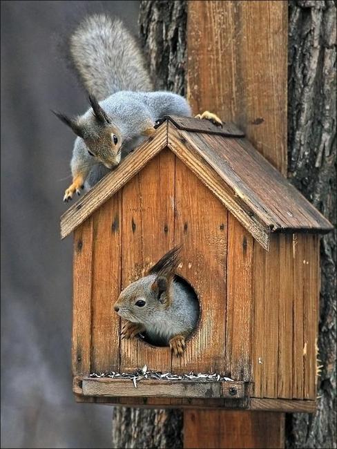 handmade house for squirrels