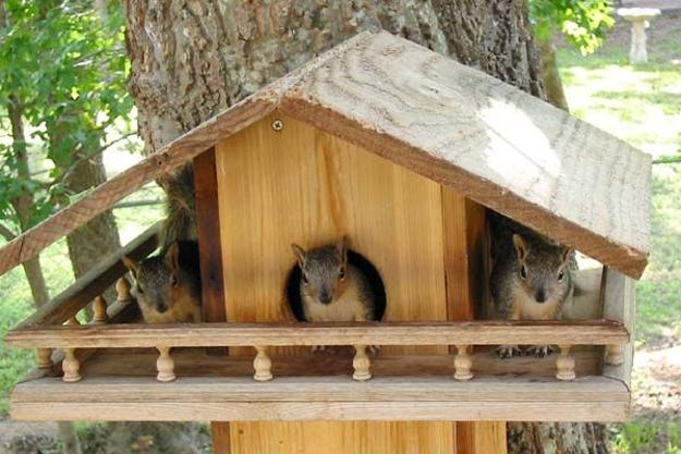 DIY Yard Decorations, Squirrel House Designs to Build and ... DIY Yard Decorations, Squirrel House Designs to Build and ...
