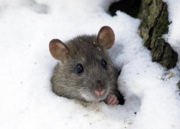 winter snow small animal mice