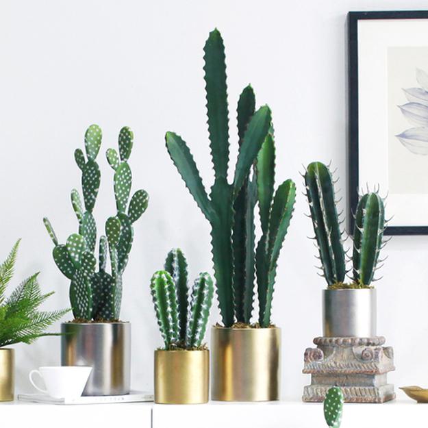 Modern Interior Decorating with Care Free Houseplants, Cheap Green Ideas