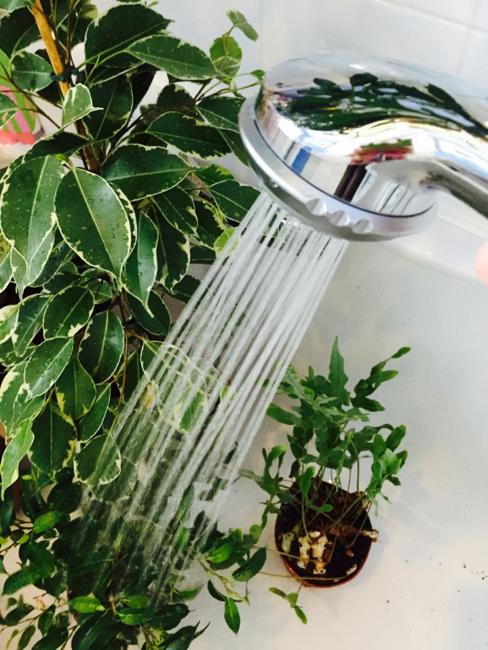 houseplants taking shower