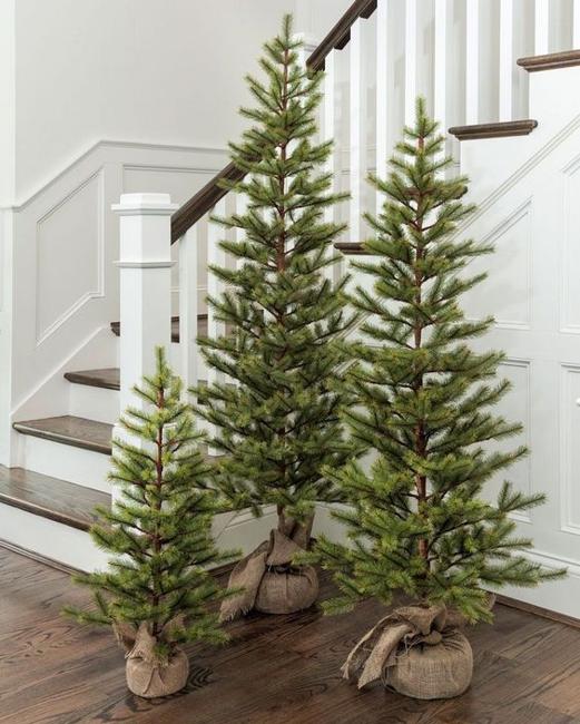 undecorated holiday trees