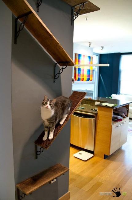 wall toys for cats