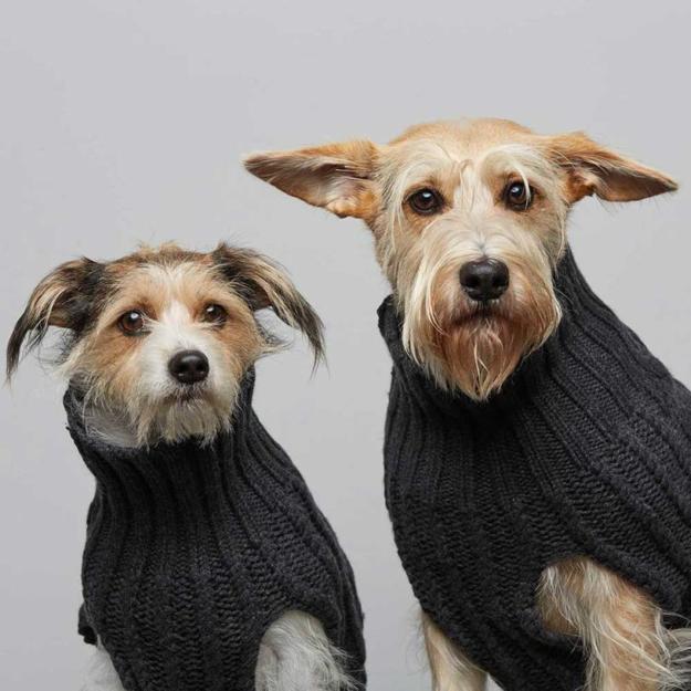 sweaters for dogs