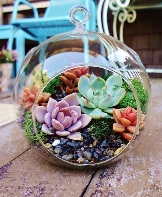 succulents glass terrarium