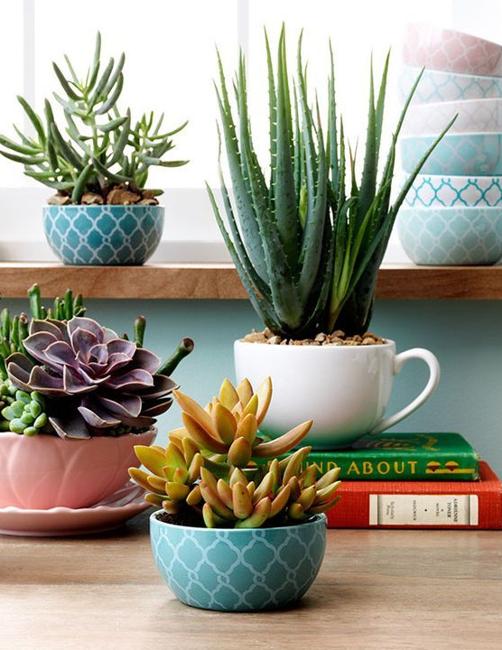 succulents in cups