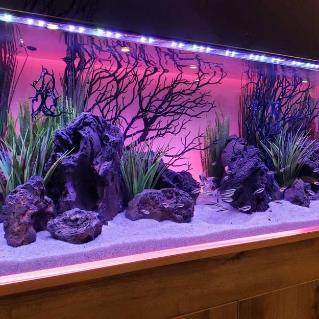 Fish Tank Themes