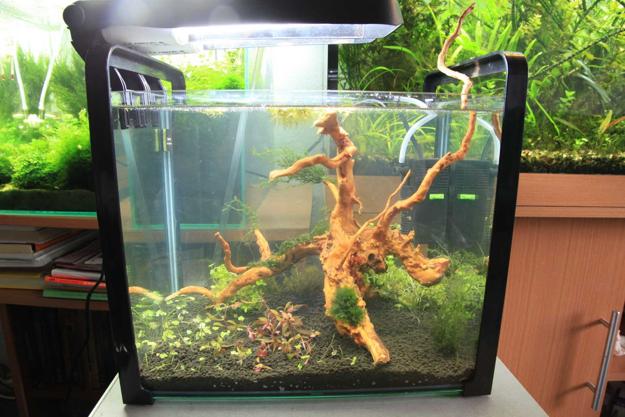 3 Aquarium Decor Ideas That You Must Try | Fish aquarium decorations, Fish  tank decorations, Cool fish tank decorations