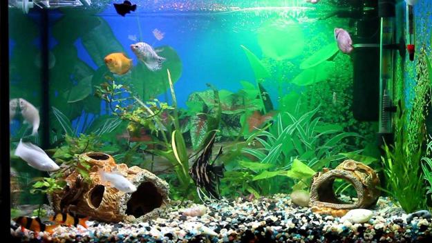 Freshwater Aquariums — Aggieland Aquatics