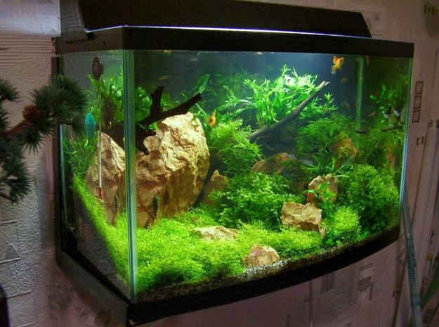Fish tank decorations clearance diy