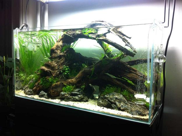How to Decorate a Fish Tank With Household Items – TheLAShop.com