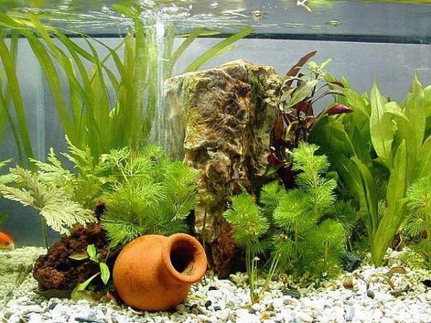 ceramic vase underwater plants