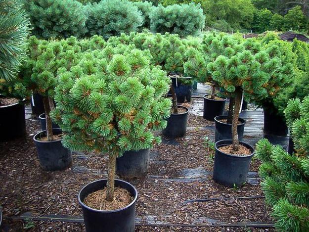 How to Grow Dwarf Mugo Pine Plant
