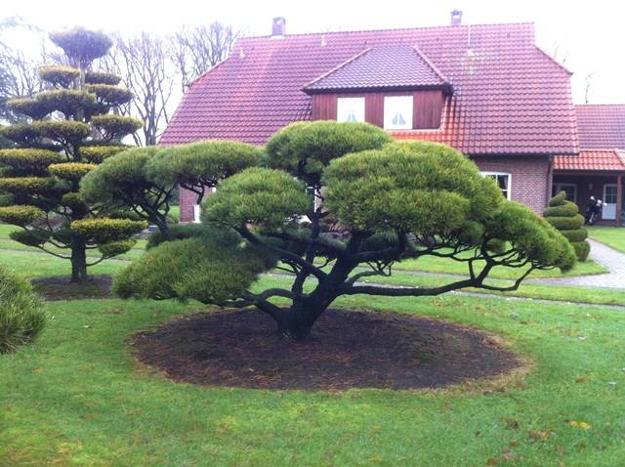 how prune shape dwarf pine trees