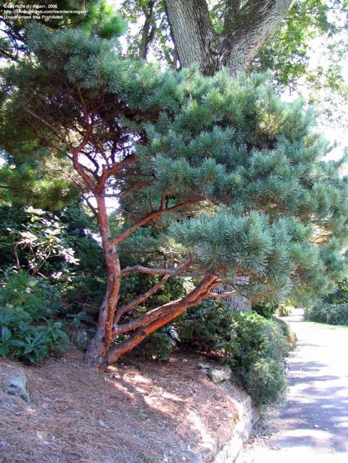 pine tree