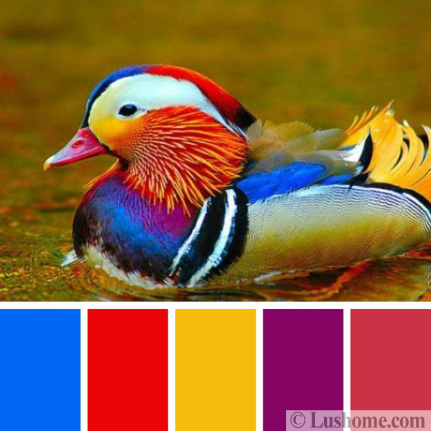 birds inspired design colors