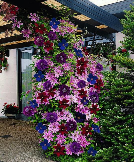 yard landscaping flowering vines