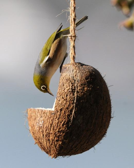 coconut bird feeder