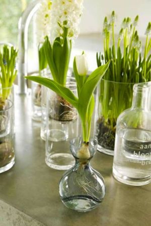 interior-decorating-with-beautiful-bulb-flowers-growing-indoors-eco