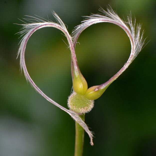 heart shaped leaves