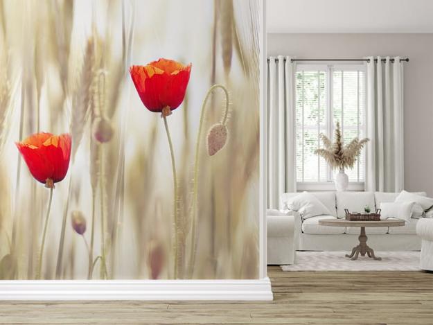 red poppy flower modern wallpaper