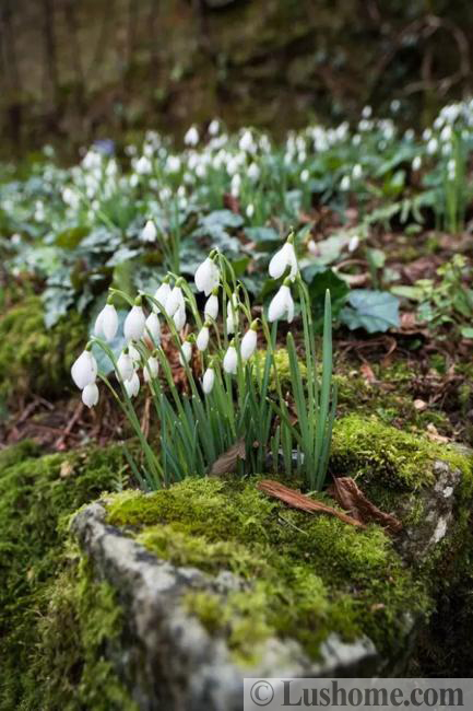 spring flowers yard landscaping ideas