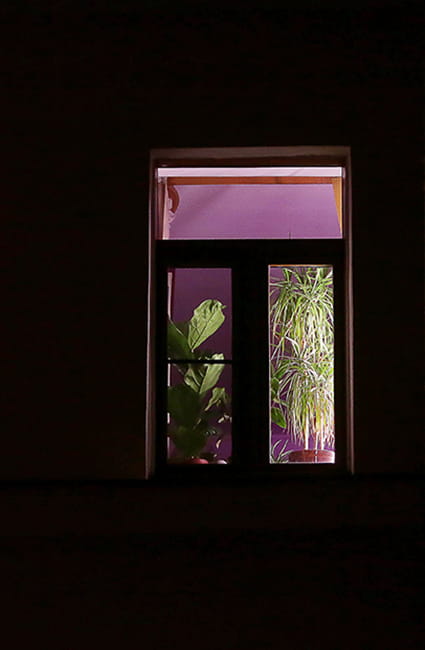 window with houseplants